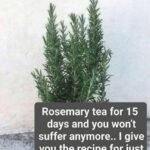 Rosemary Tea Recipe: A Simple Homemade Herbal Drink